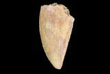 Serrated, Raptor Tooth - Real Dinosaur Tooth #88120-1